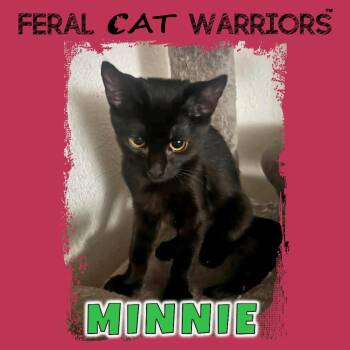 Minnie -  Domestic Short Hair Cat for Adoption in Kingman, Arizona - Minnie | PetCurious