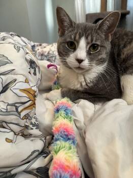 Domestic Short Hair Cats Available for Adoption in Greenville, Delaware - Vivian, Willow Grove Area, (FCID 8/26/2025-115) | PetCurious
