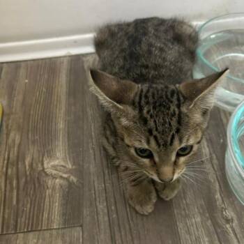 Willy -  Domestic Short Hair Cat for Adoption in League City, Texas - Willy | PetCurious