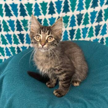 Domestic Long Hair Cats Available for Adoption - Mike | PetCurious