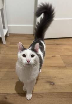 Domestic Medium Hair Cats Available for Adoption - Casino | PetCurious