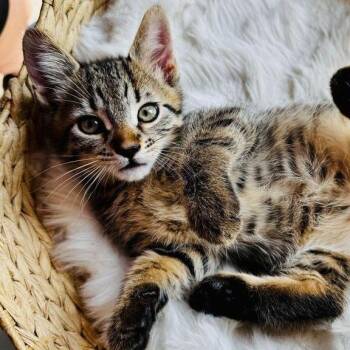 Frunkie X -  Domestic Short Hair Cat for Adoption in Buffalo, New York - Frunkie X | PetCurious