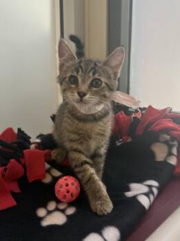Dahlia -  Domestic Short Hair Cat for Adoption in Dublin, California - Dahlia | PetCurious