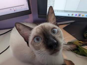 Rescue Siamese Cats for Adoption in Beaverton, Oregon - Evan | PetCurious