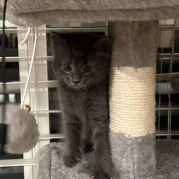 Rescue Domestic Short Hair Cats for Adoption in Hemet, California - Billy | PetCurious