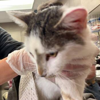 Domestic Short Hair Cats Available for Adoption in Asheville, North Carolina - Harold | PetCurious
