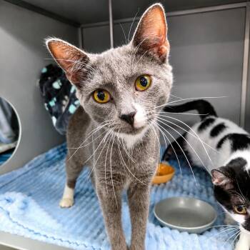 Timothy -  Domestic Short Hair Cat for Adoption in Moundsville, West Virginia - Timothy | PetCurious