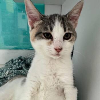 Clover -  Domestic Short Hair Cat for Adoption in Lake Jackson, Texas - Clover | PetCurious