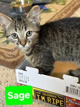 Sage (siblings are Rosemary, Basil, Fennel & Dill -  Tabby Cat for Adoption in Brighton, Michigan - Sage (siblings Are Rosemary, Basil, Fennel & Dill | PetCurious