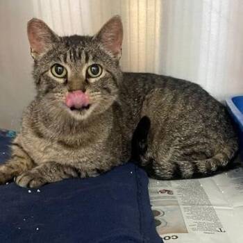 Betty -  Domestic Short Hair Cat for Adoption in Rochester, Minnesota - Betty | PetCurious