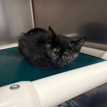 Wilma -  Domestic Long Hair Cat for Adoption in Spokane, Washington - Wilma | PetCurious