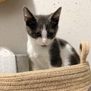 Skatamoosh -  Domestic Short Hair Cat for Adoption in Boerne, Texas - Skatamoosh | PetCurious