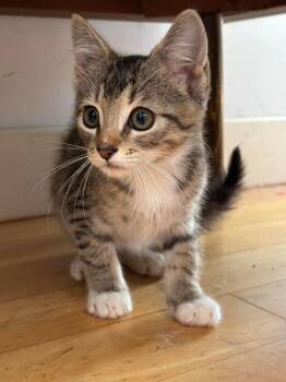 Harry -  Domestic Short Hair Cat for Adoption in Gorham, Maine - Harry | PetCurious