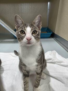 Potato Chip -  Domestic Short Hair Cat for Adoption in Umatilla, Florida - Potato Chip | PetCurious