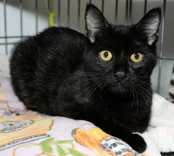 Rescue Domestic Short Hair Cats for Adoption in Cincinnati, Ohio - Marty | PetCurious