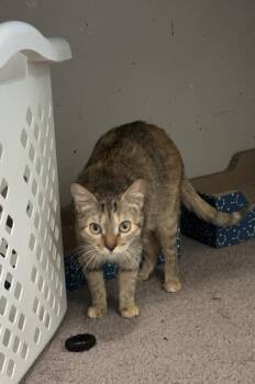 Rescue Domestic Short Hair Cats for Adoption in Liverpool, Texas - Lindale | PetCurious