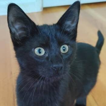 Onyx -  Domestic Short Hair Cat for Adoption in Saint Charles, Missouri - Onyx | PetCurious