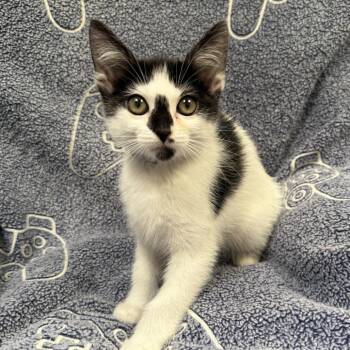 Sam -  Domestic Short Hair Cat for Adoption in Long Beach, California - Sam | PetCurious