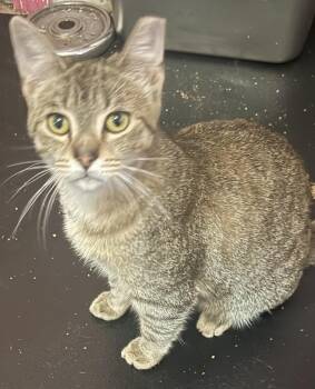 Oriental Tabby Cats Available for Adoption in South San Francisco, California - Gia | PetCurious