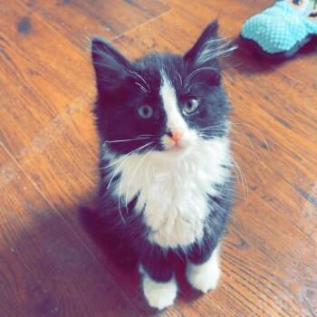Sylvester -  Domestic Medium Hair Cat for Adoption in Lyndhurst, Virginia - Sylvester | PetCurious