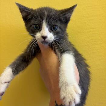 Cinder -  Domestic Short Hair Cat for Adoption in Webster, Texas - Cinder | PetCurious
