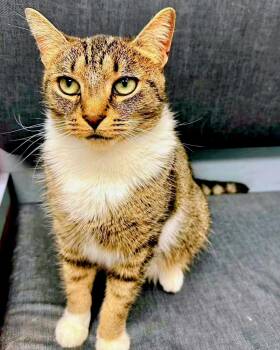 Rescue Domestic Short Hair Cats for Adoption in Buffalo, New York - Sadie | PetCurious