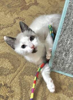 Snowshoe and Domestic Short Hair Cats Available for Adoption in Pasco, Washington - Emma | PetCurious