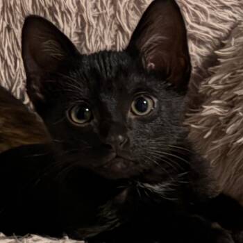 Jack -  Domestic Short Hair Cat for Adoption in Santa Fe, Texas - Jack | PetCurious