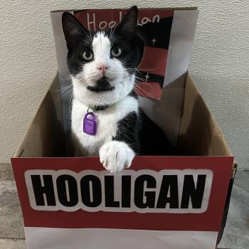 Flubber -  Domestic Short Hair Cat for Adoption in Peru, Illinois - Flubber | PetCurious