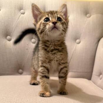 Domestic Short Hair Cats Available for Adoption in North Branford, Connecticut - 26-117 Katydid | PetCurious