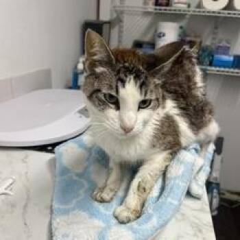 Principal -  Domestic Short Hair Cat for Adoption in St. Louis, Missouri - Principal | PetCurious