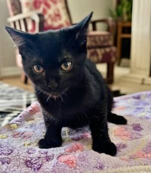 Russian Blue Cats Available for Adoption - Adelaide | PetCurious