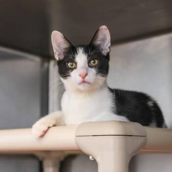 Maxwell -  Domestic Short Hair Cat for Adoption in Los Angeles, California - Maxwell | PetCurious