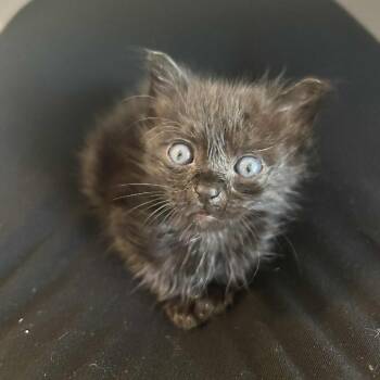 Rescue Domestic Short Hair Cats for Adoption in Columbus, Georgia - Oliver Twist | PetCurious