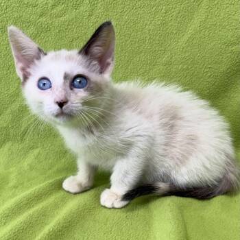 Raven -  Siamese Cat for Adoption in Valdosta, Georgia - Raven | PetCurious