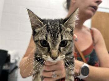 JAZMINE -  Domestic Short Hair Cat for Adoption in Ocala, Florida - JAZMINE | PetCurious