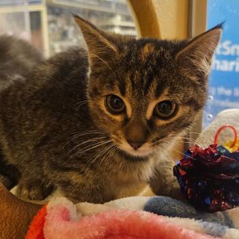 Domestic Short Hair Cats Available for Adoption in Grantsville, Utah - Pecan | PetCurious