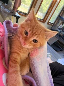 Tuesday -  Domestic Short Hair Cat for Adoption in Hartland, Michigan - Tuesday | PetCurious