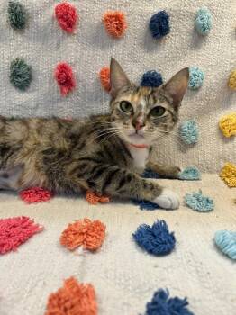 Holly (PA) -  Domestic Short Hair Cat for Adoption in Denham Springs, Louisiana - Holly (PA) | PetCurious