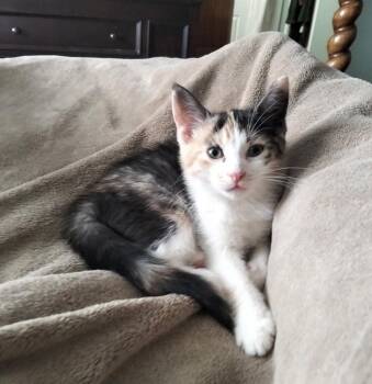 Calico Cats Available for Adoption - Charlotte | PetCurious