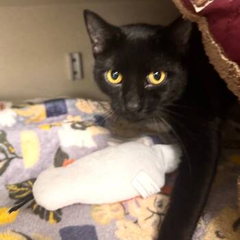 Rescue Domestic Short Hair Cats for Adoption in Wheeling, Illinois - Odessa | PetCurious