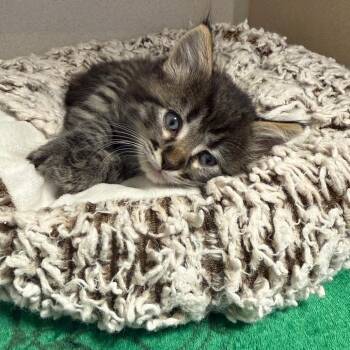 Monaco -  Domestic Medium Hair Cat for Adoption in Rifle, Colorado - Monaco | PetCurious