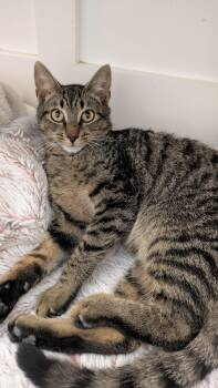 Rescue Tabby Cats for Adoption in Wilmington, North Carolina - Theo -  The Gentle Adventurer | PetCurious