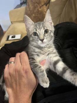 Rescue Domestic Short Hair Cats for Adoption in Breinigsville, Pennsylvania - Lulu | PetCurious