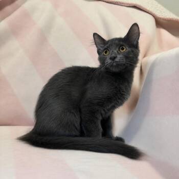 Buster -  Domestic Medium Hair Cat for Adoption in Tucson, Arizona - Buster | PetCurious
