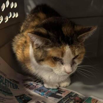 Domestic Short Hair Cats Available for Adoption - Jordi | PetCurious