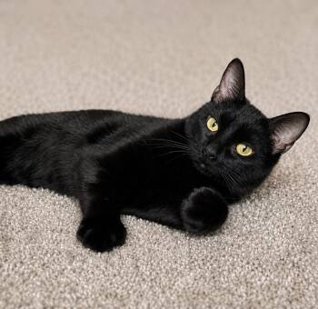 Domestic Short Hair Cats Available for Adoption in Farmington, Minnesota - Casey The MIRACLE MAMA | PetCurious
