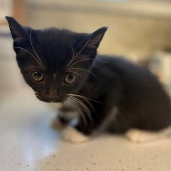 Harmony -  Domestic Short Hair Cat for Adoption in Chehalis, Washington - Harmony | PetCurious
