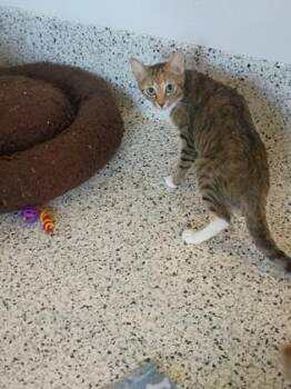 Granite -  Domestic Short Hair Cat for Adoption in Atlanta, Georgia - Granite | PetCurious