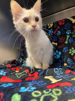 Dreamsicle -  Siamese Cat Available for Adoption in Edinburg, Virginia - Dreamsicle | PetCurious